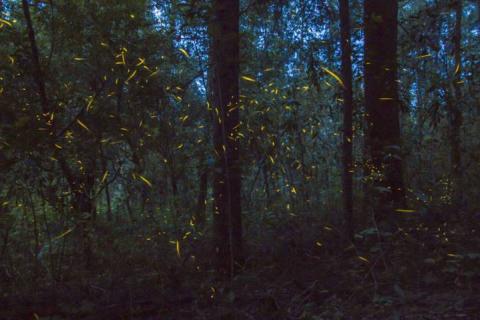 Invita ITJ a participar en concurso de dibujo sobre el santuario de las luciérnagas imagen 3