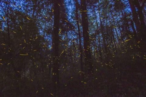 Invita ITJ a participar en concurso de dibujo sobre el santuario de las luciérnagas imagen 2