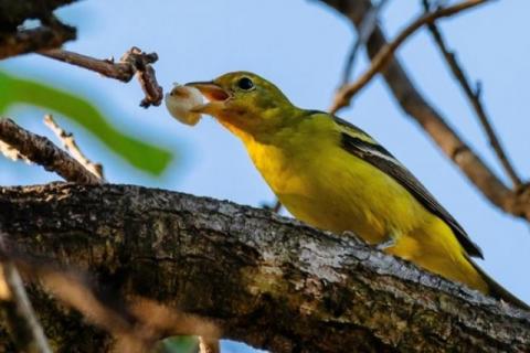 Alerta sobre la extinción de animales vertebrados; Aseguran Científicos