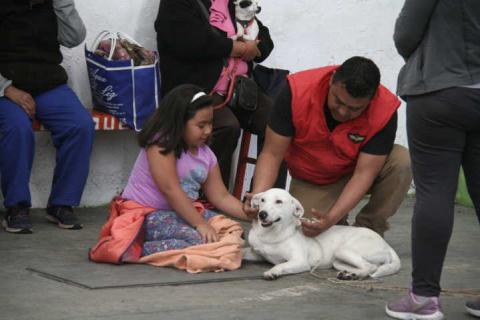 Con la campaña de esterilización evitamos proliferación de perros y gatos: regidora imagen 4