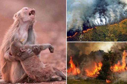 Circulan en redes sociales imágenes falsas de incendios en el Amazonas