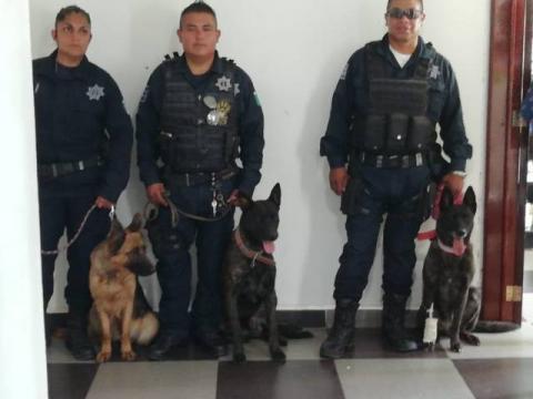 Policía municipal y base canina ubican a menor de edad que salió del CAM imagen 2