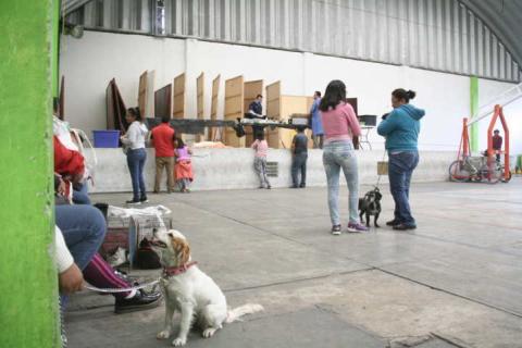 Con la campaña de esterilización evitamos proliferación de perros y gatos: regidora imagen 2