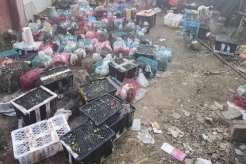 Hallan en un almacén de paquetería en China 5 mil gatos y perros sin vida