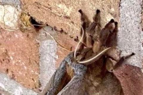 Captan aterradora tarántula con alas que atemoriza a EEUU y México
