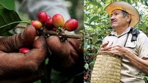 El café en Veracruz es pagado por Nescafé a tan solo 6 pesos el kilo nacional