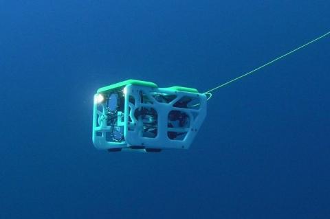 Desarrollan dron submarino para transportar crías de tiburón en España