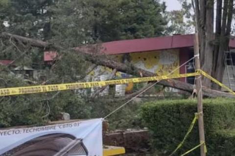 Se inconforman padres de familia en CBTIS 03 por tala de árboles para construcción de techumbre