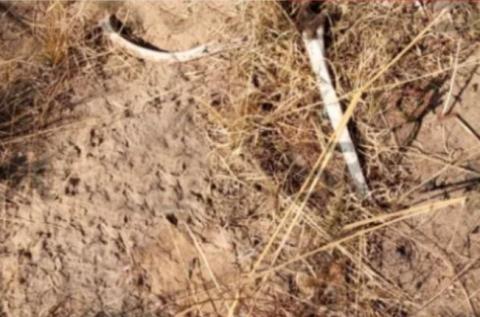 Encuentran restos humanos en Altzayanca; perro devora mano