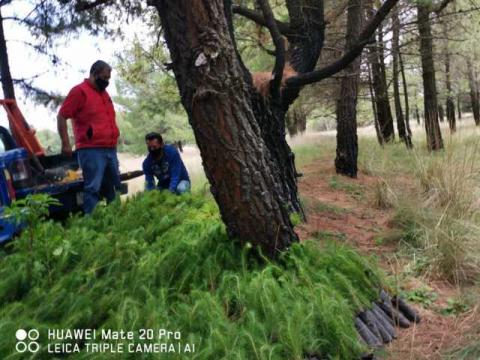 El Gobierno Municipal se alista para la gran campaña de reforestación Teolocholco 2020 imagen 7