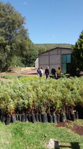 El Gobierno Municipal se alista para la gran campaña de reforestación Teolocholco 2020 imagen 2