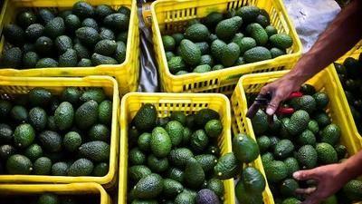 EU perderá aguacate tras cierre con frontera con México
