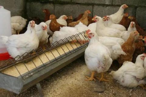 Alertan sobre nuevo virus originario de la cría intensiva de pollos