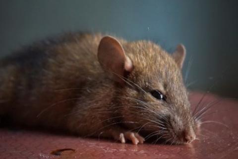 ¡Alerta! Nuevo virus en China cobra la vida de una persona