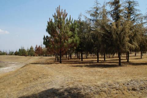 La falta de lluvias está acabando con la reserva ecológica de Tecoaque imagen 3