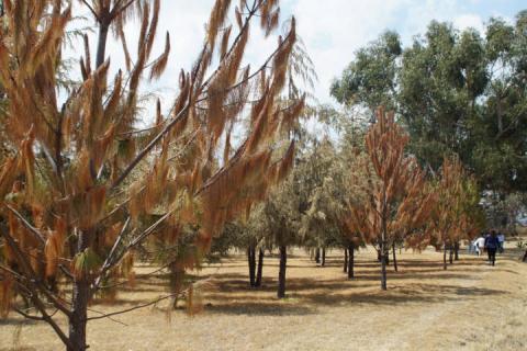 La falta de lluvias está acabando con la reserva ecológica de Tecoaque imagen 1