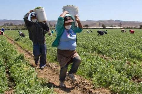 Más de mil tlaxcaltecas harán maletas para trabajar el campo en Canadá