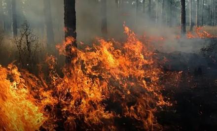 Informan que Incendio forestal fue liquidado en Santa Ana Chiautempan