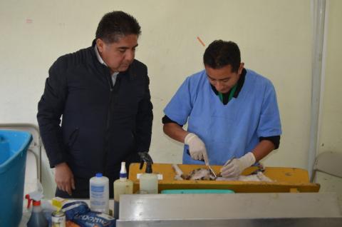 Efectúan campaña masiva de esterilización canina y felina en Calpulalpan imagen 3