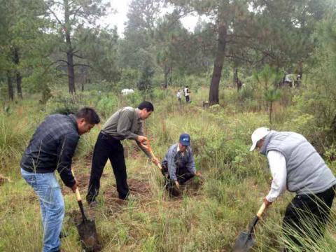 Participa Tetlanohcan en campaña de reforestación imagen 1
