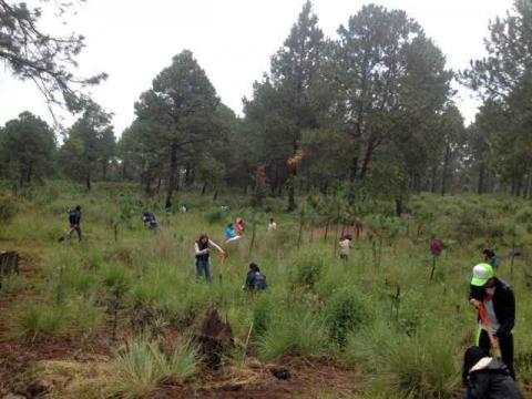 Participa Tetlanohcan en campaña de reforestación imagen 3