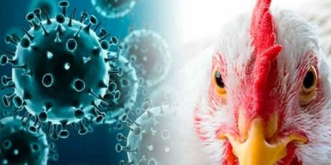 Estos serían los síntomas y la forma de contagio de la gripe aviar en humanos