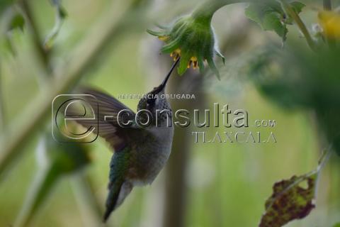 #FotoNota | Colibrí en otoño imagen 1