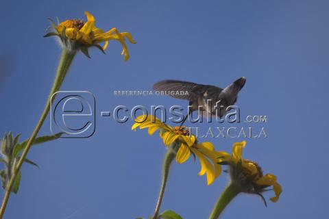 #FotoNota | Colibrí en otoño imagen 2