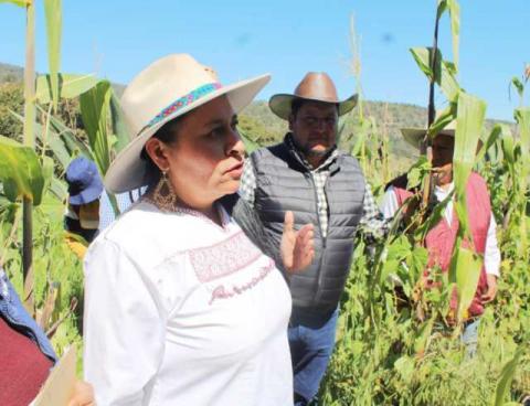Un logro de Ana Lilia Rivera que FAO reconozca al Metepantle Tlaxcalteca como Patrimonio Agrícola Mundial imagen 1