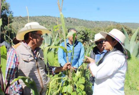 Un logro de Ana Lilia Rivera que FAO reconozca al Metepantle Tlaxcalteca como Patrimonio Agrícola Mundial imagen 2