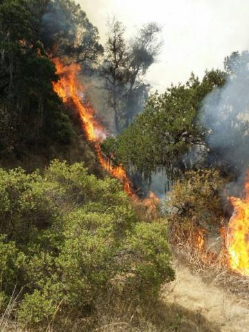 Protección Civil Hueyotlipan sofoca incendio en la comunidad del Cerro imagen 2