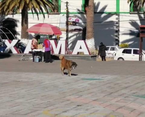 Amaxac efectuará campaña de esterilización de mascotas imagen 1