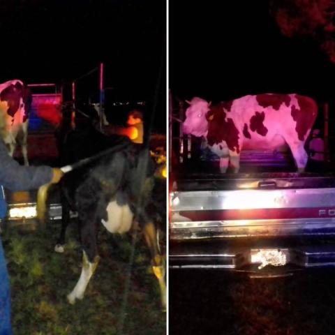 Frustra policía de Apizaco robo de ganado en Santa María Texcalac