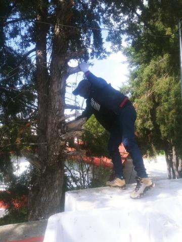 Podan árboles en jardín de niños de Panotla para prevenir accidentes imagen 2