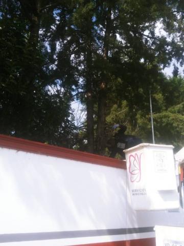 Podan árboles en jardín de niños de Panotla para prevenir accidentes imagen 3