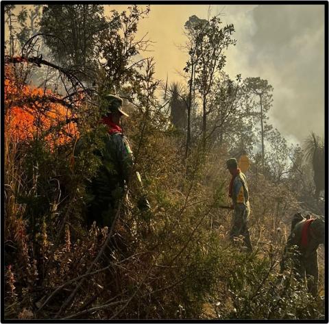 Autoridades combaten incendio forestal en Tlaxco imagen 3