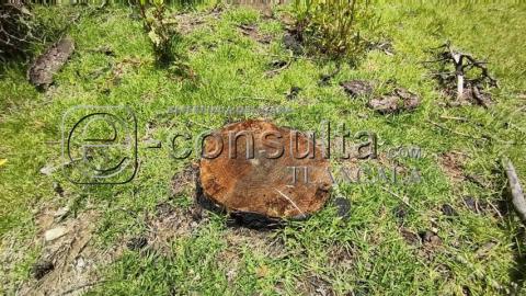 Sin tregua gusano descortezador en la Ocotera de Temetzontla imagen 1