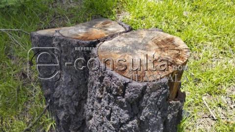 Sin tregua gusano descortezador en la Ocotera de Temetzontla imagen 5