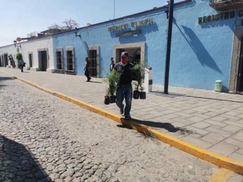 Ayuntamiento de Apetatitlán mantiene campaña permanente de donación y siembra de árboles imagen 2