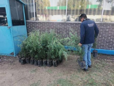 Ayuntamiento de Apetatitlán mantiene campaña permanente de donación y siembra de árboles imagen 4