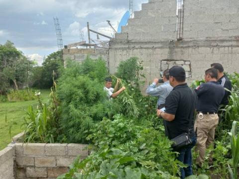 Localizan marihuana en una casa de San Tadeo Huiloapan Panotla imagen 1