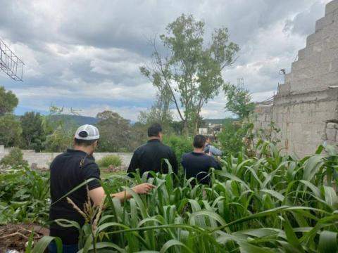 Localizan marihuana en una casa de San Tadeo Huiloapan Panotla imagen 2