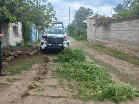 Localizan marihuana en una casa de San Tadeo Huiloapan Panotla imagen 3