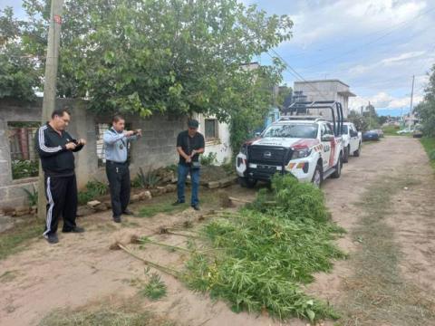 Localizan marihuana en una casa de San Tadeo Huiloapan Panotla imagen 4