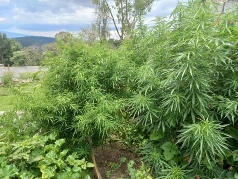 Localizan marihuana en una casa de San Tadeo Huiloapan Panotla imagen 5
