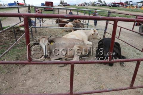 Tianguis de ganado de Villa Alta imagen 2