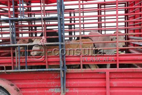 Tianguis de ganado de Villa Alta imagen 3