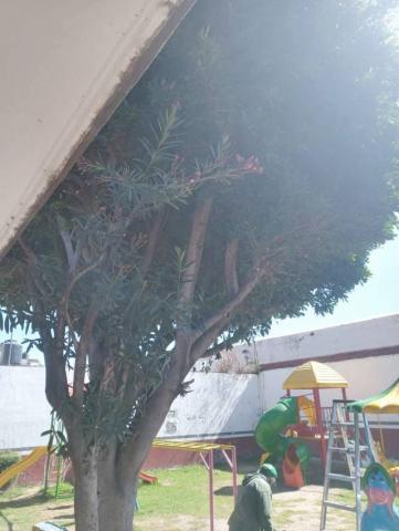 Gobierno de Apetatitlán mantiene poda y limpieza de áreas verdes para seguridad de los ciudadanos imagen 2
