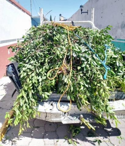 Gobierno de Apetatitlán mantiene poda y limpieza de áreas verdes para seguridad de los ciudadanos imagen 3