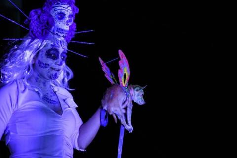 Todo un éxito el tradicional Rueda, Camina o Trota con tu mascota en Apizaco imagen 12
